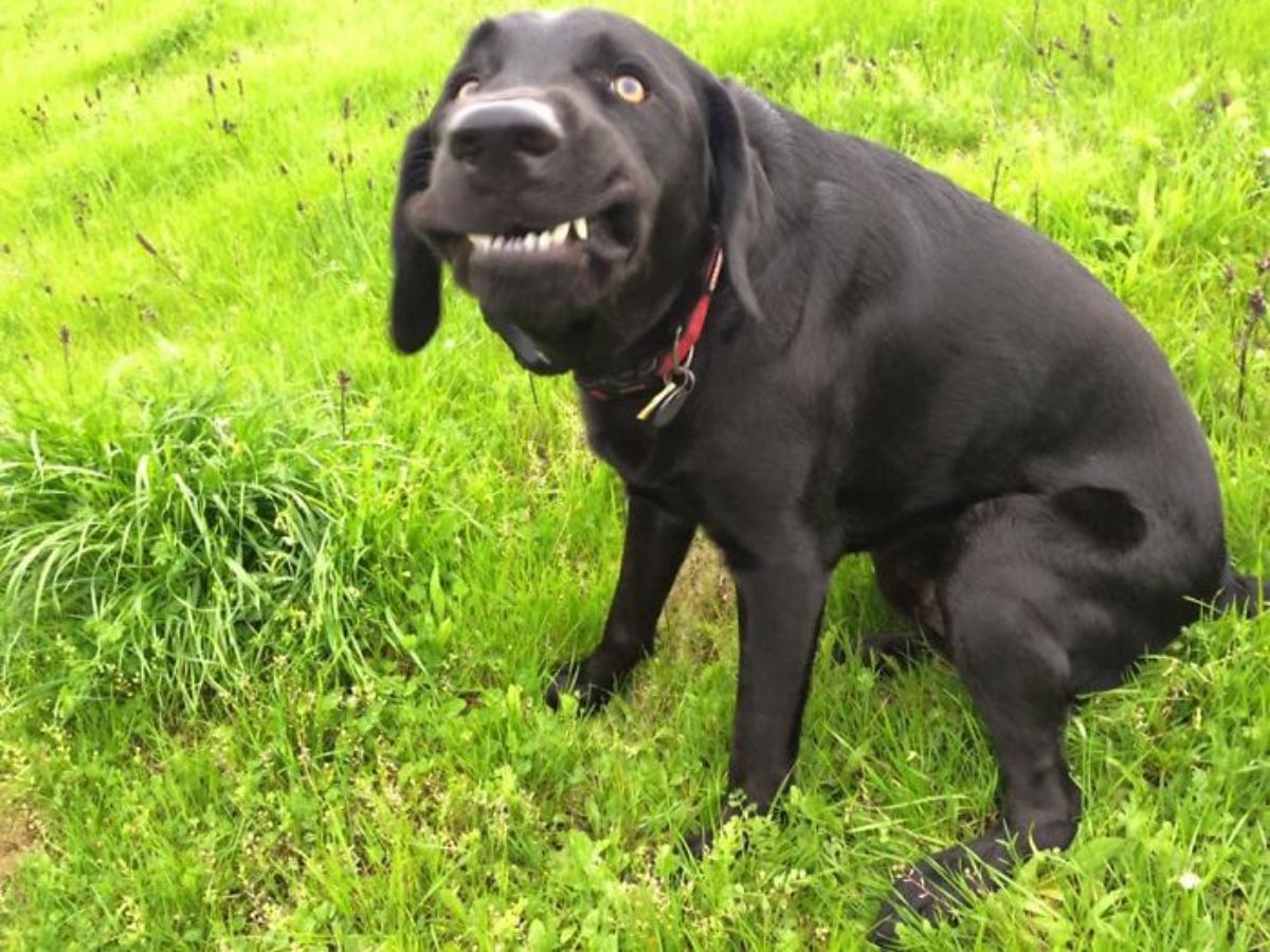 black dog sitting on grass with the teeth showing