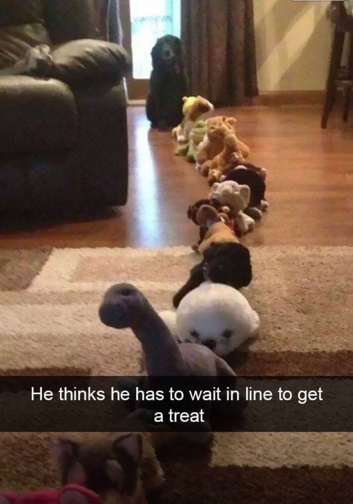 black dog sitting on the floor behind a long row of stuffed animals with a caption saying he thinks he has to wait in line to get a treat