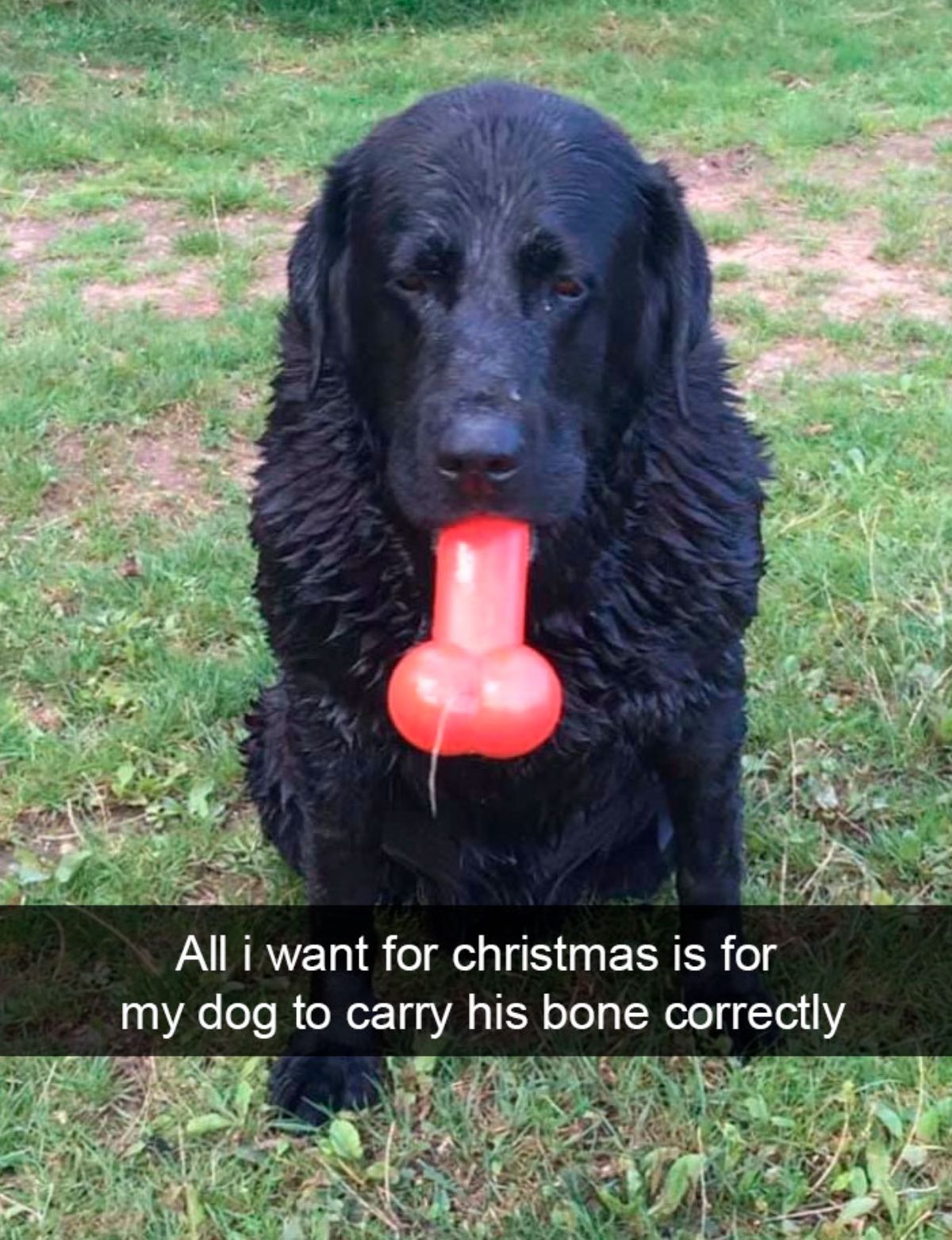 black dog sitting with half of a red bone sticking out of its mouth with a caption saying all i want for christmas is for my dog to carry his bone correctly