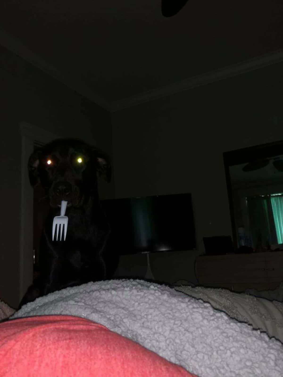 black dog standing in the darkness with eyes glowing holding a white plastic fork in front of a bed