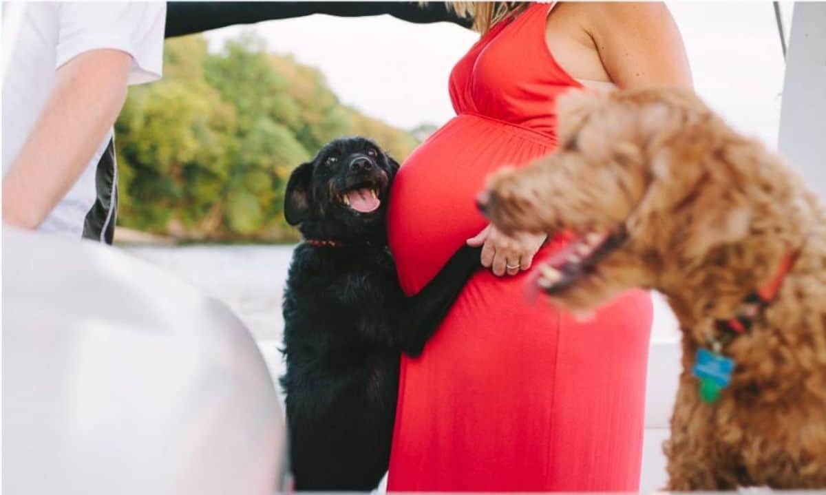 black dog standing on hind legs and hugging a pregnant person while a brown dog is next to them