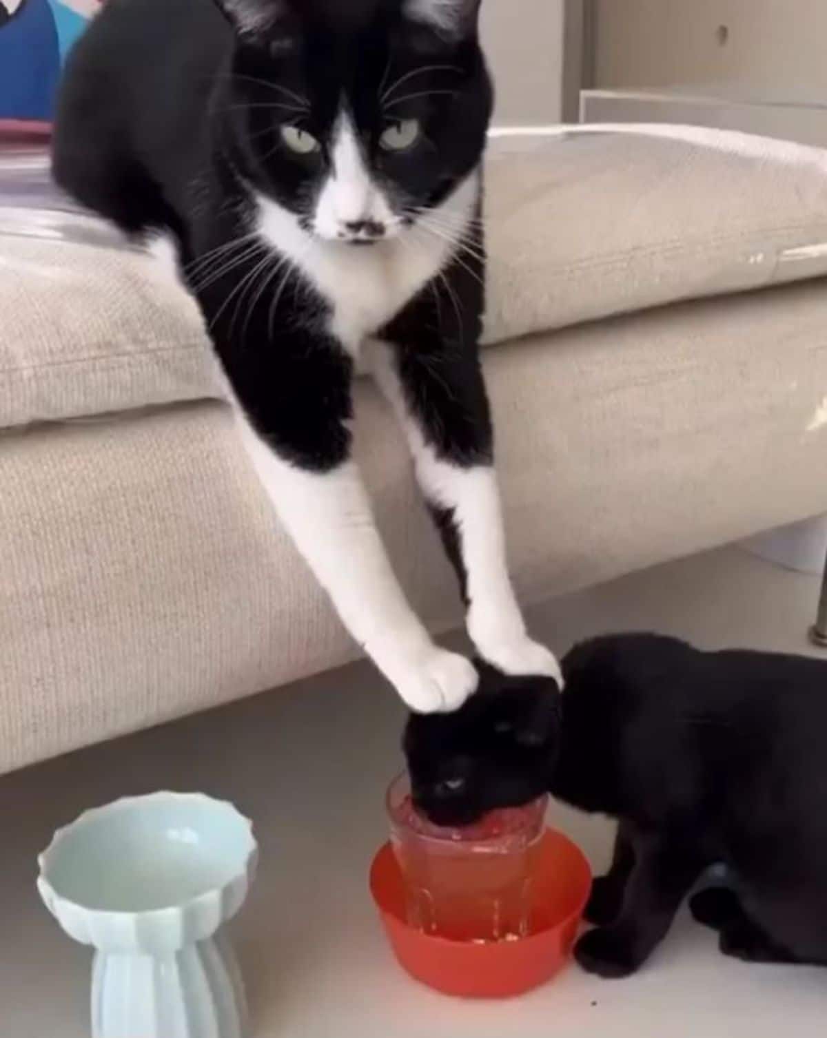 black kitten drinking out of a glass in a red bowl on the floor with a black and white cat sitting higher up on a white sofa pushing the kitten's head into the water