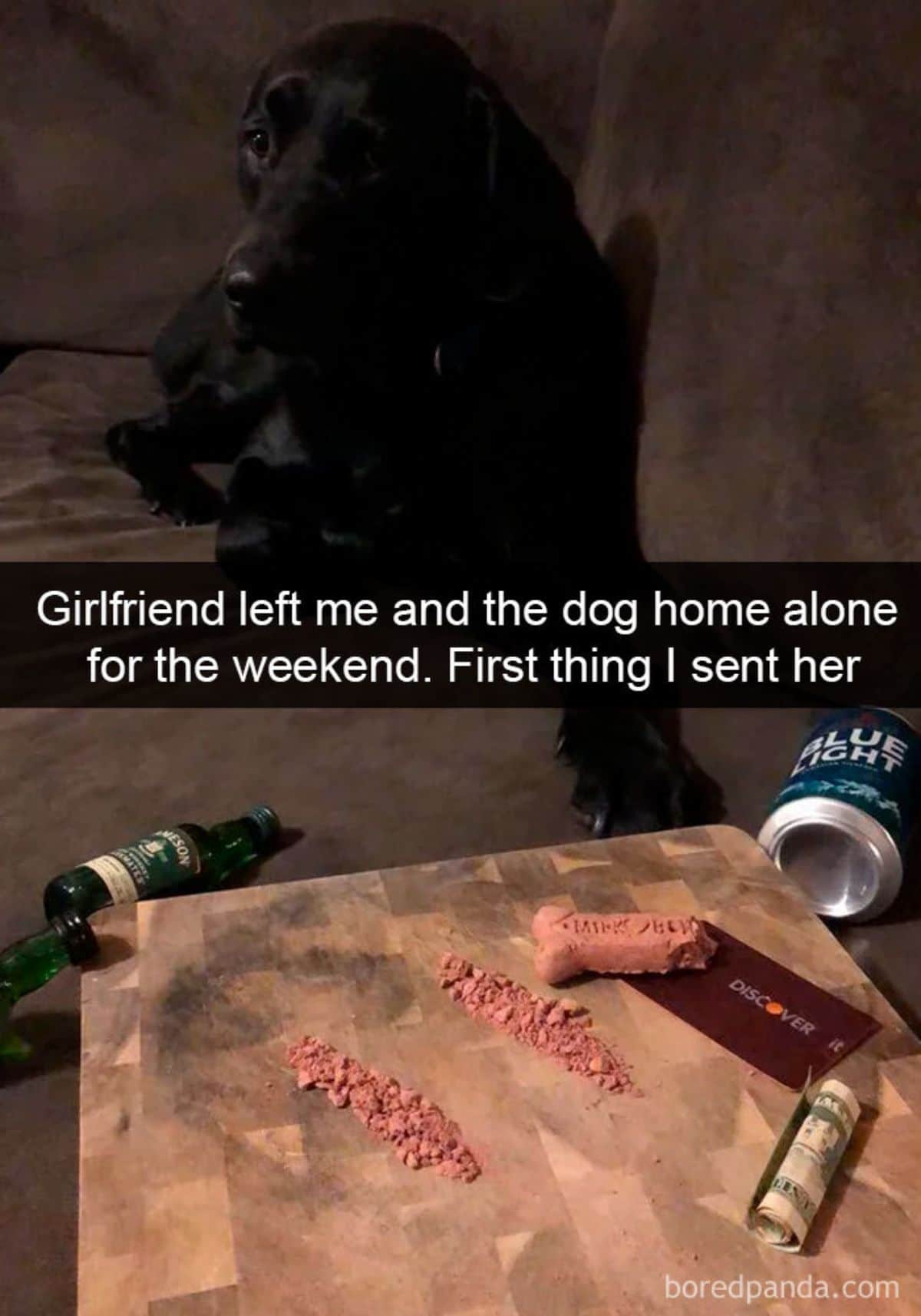 black labrador laying on a brown sofa in front of a brown board with lines of chopped up dog treats with a caption saying girlfriend left me and the dog home alone for the weekend. first thing i sent her