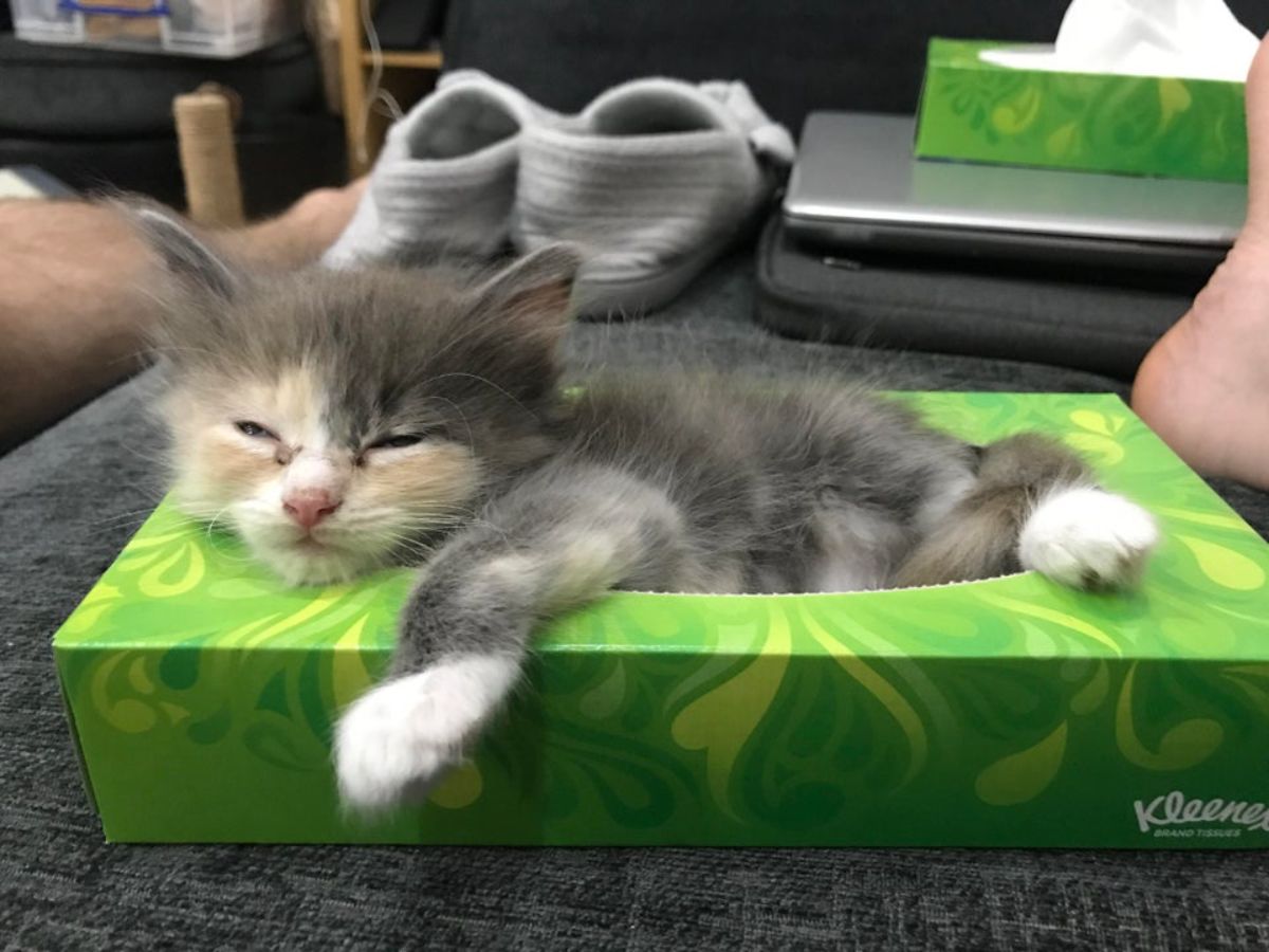 black orange and white kitten sleeping partly inside a green tissue box