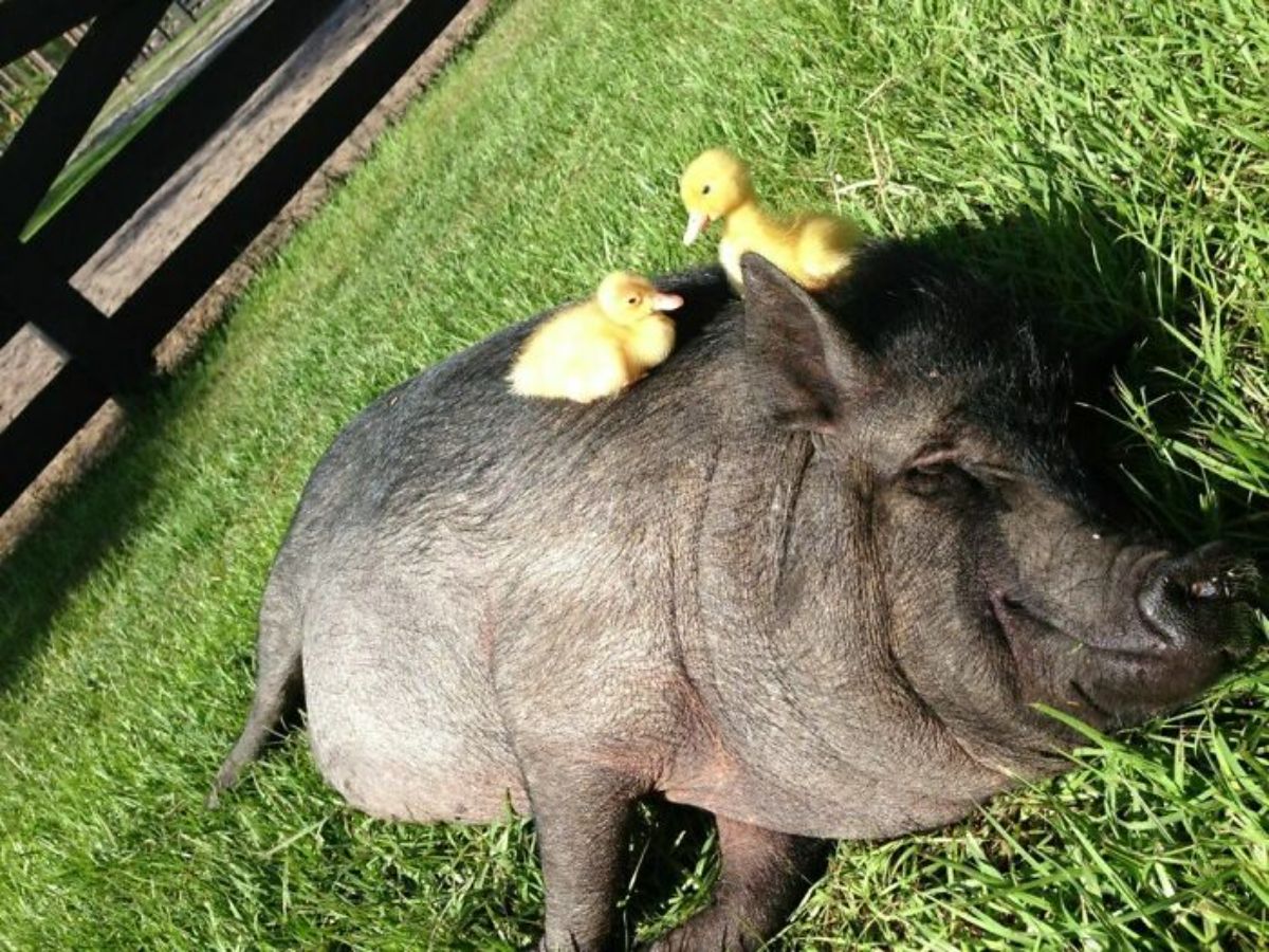 black pig laying on its side on grass with 2 yellow fucklings on the pig's back