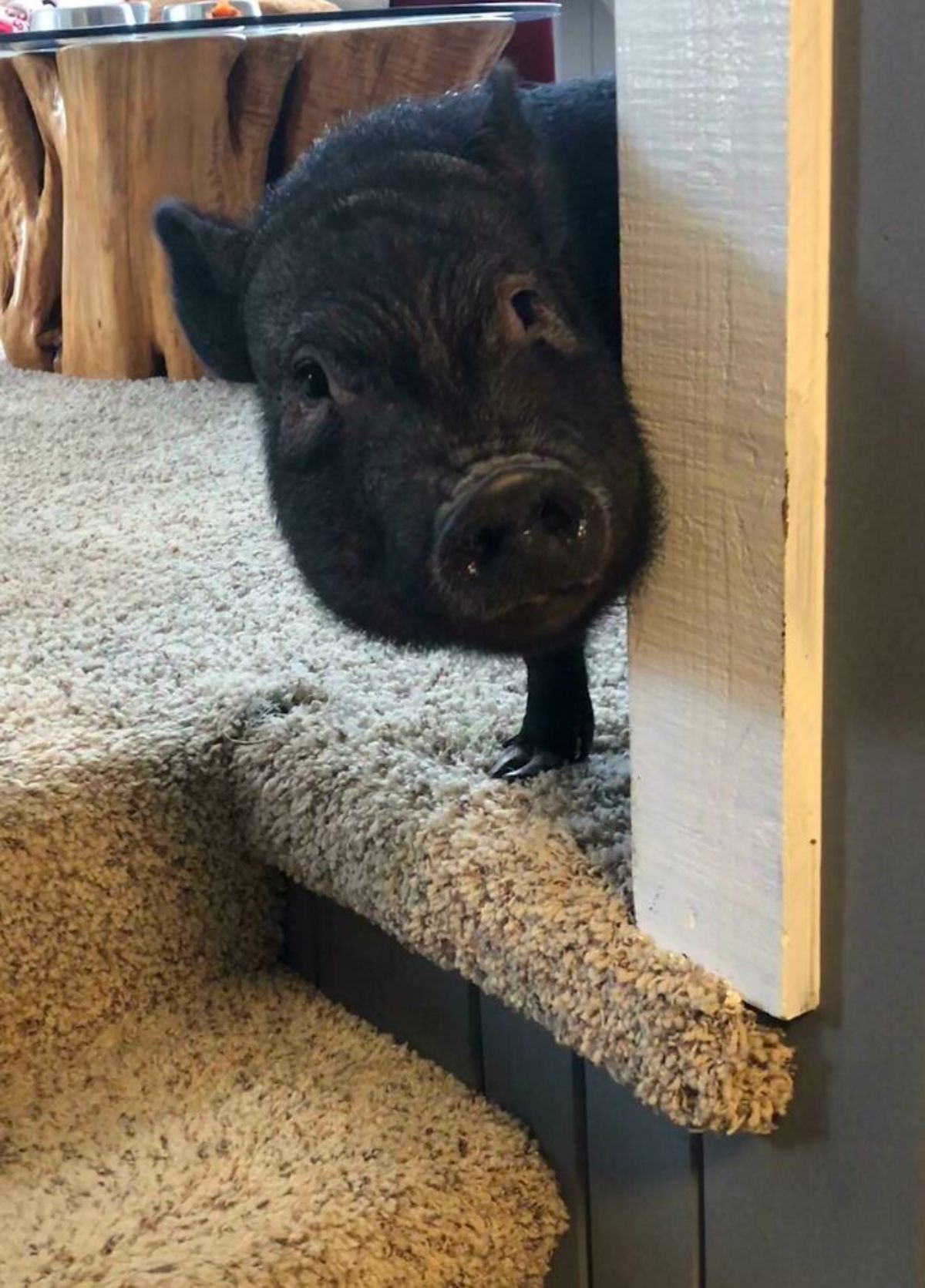 black pig peeking around a doorway