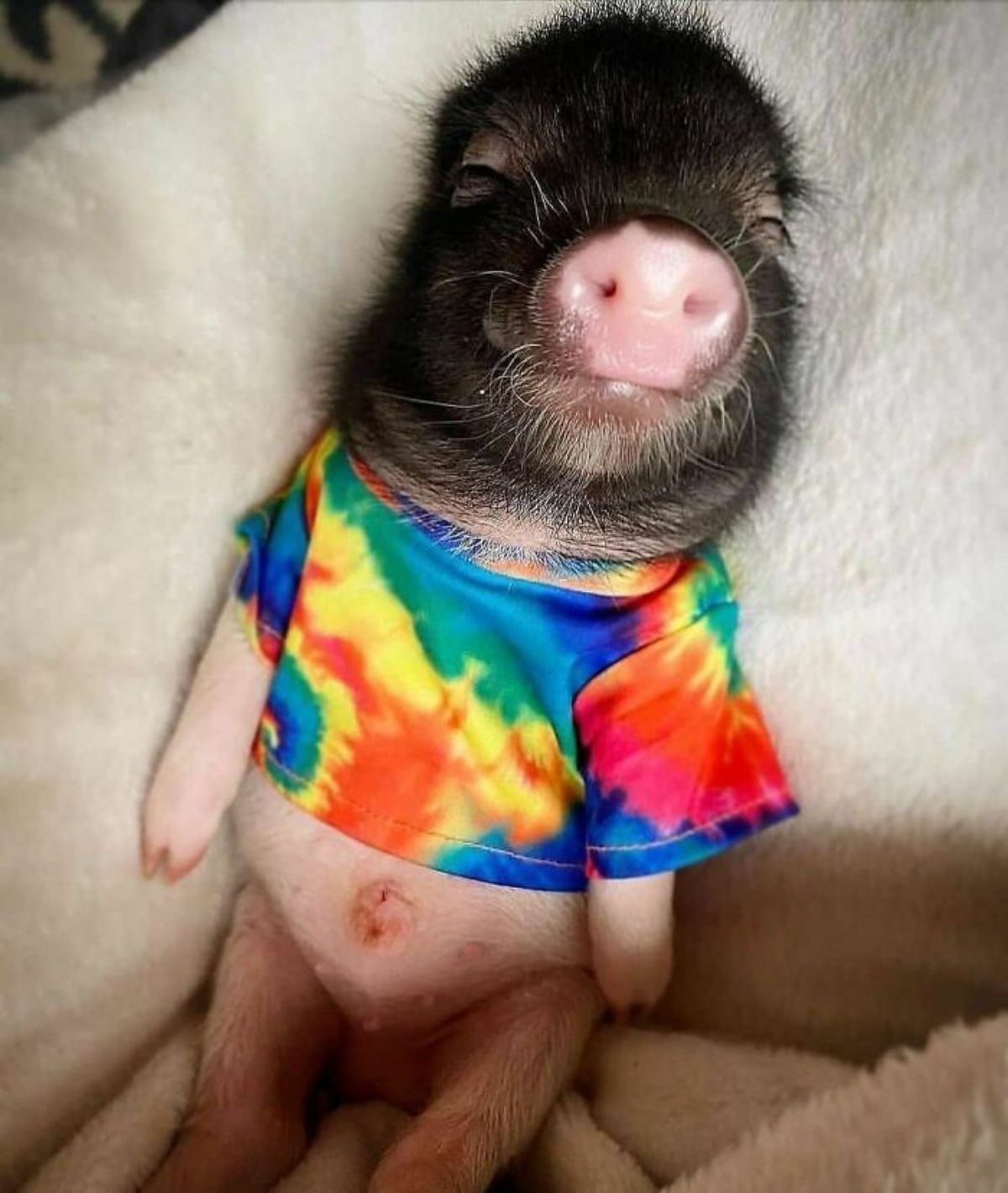 black pig sleeping belly up on a white blanket wearing a rainbow tie dye shirt