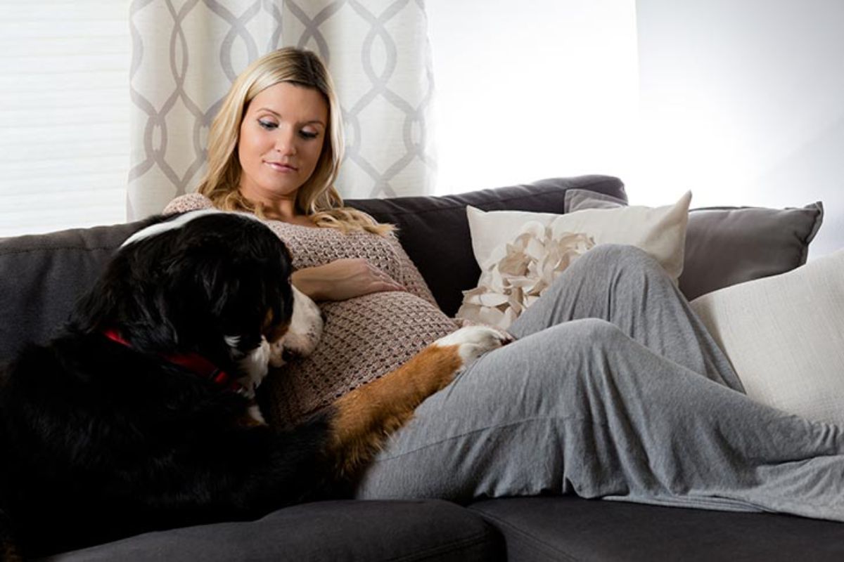 black white and brown bernese mountain dog laying on a brown sofa and pressing its nose against the side of a pregnant person's baby bump