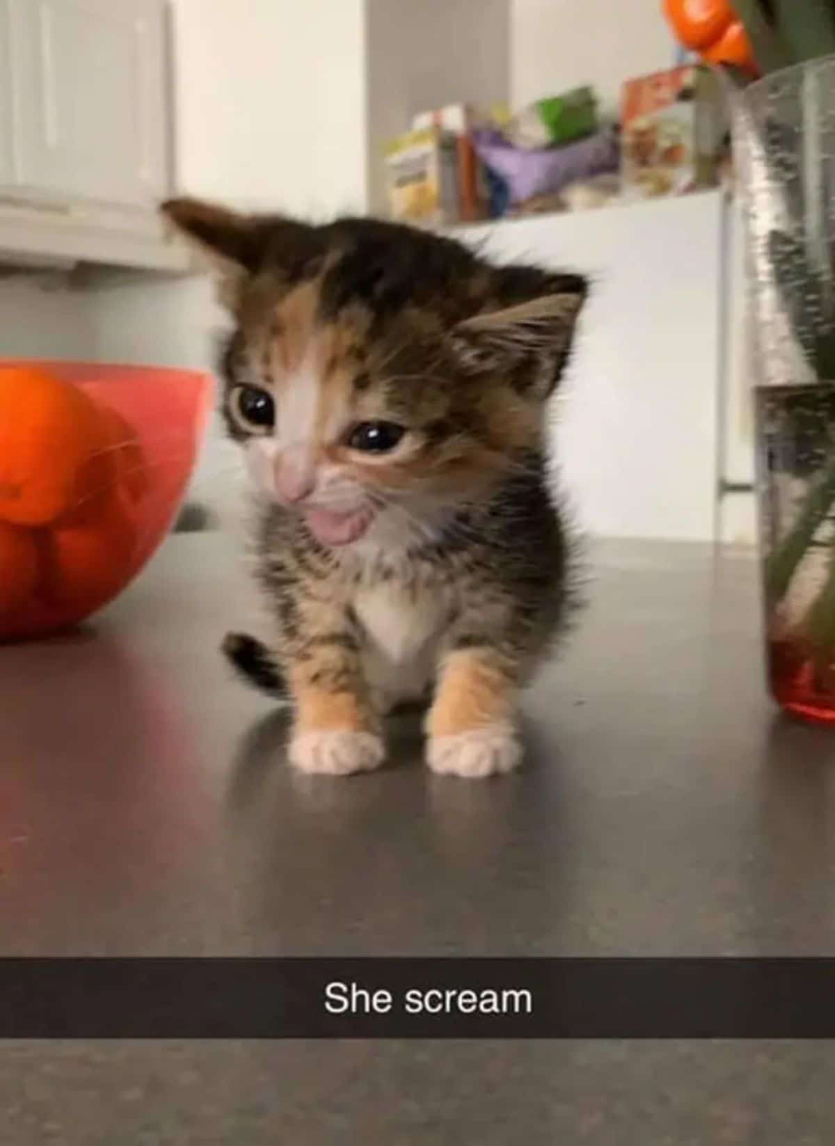black white and orange kitten on a brown table with the mouth open and a caption at the bottom saying she scream