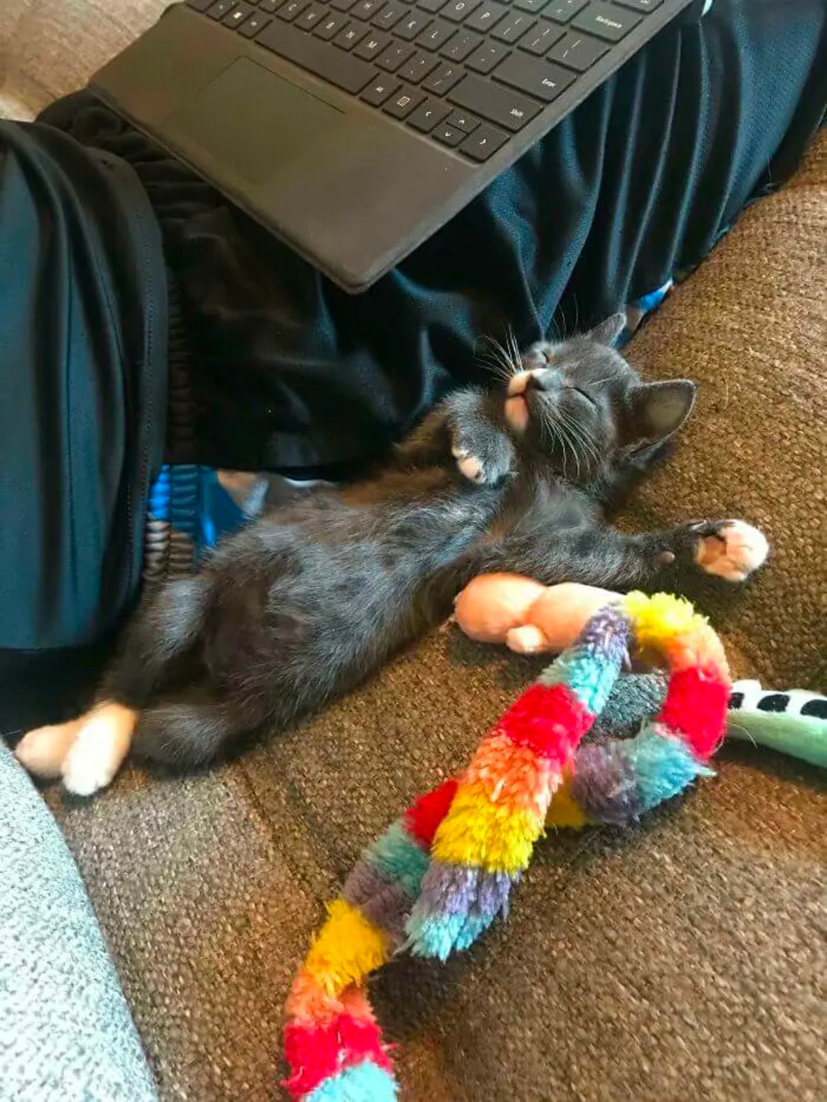 black & white kitten sleeping belly up next to someone on a sofa, the cat has crossed the back legs, front right leg on the chest & the left front leg to the side