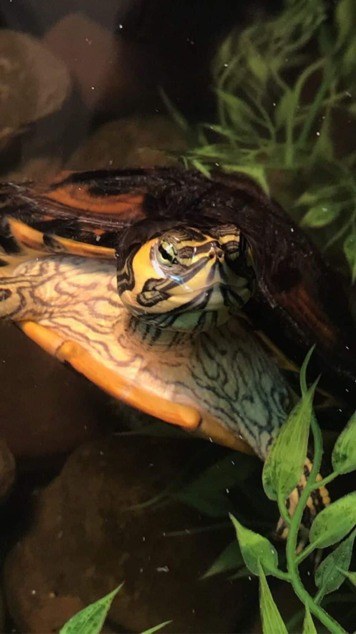 black yellow orange and white turtle partially under water next to plants with the head sticking out of the water