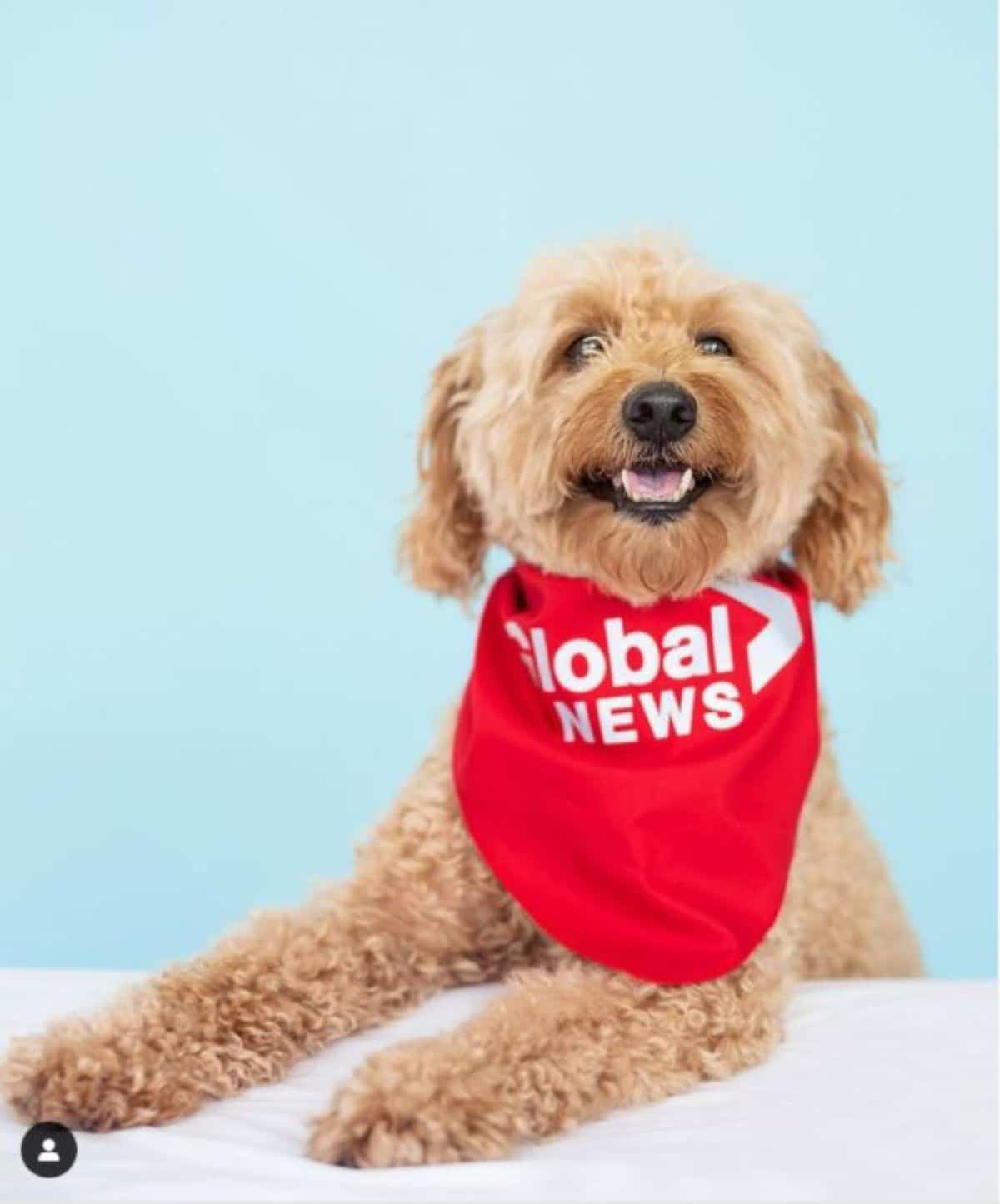 brown golden doodle with a red bandana that says global news