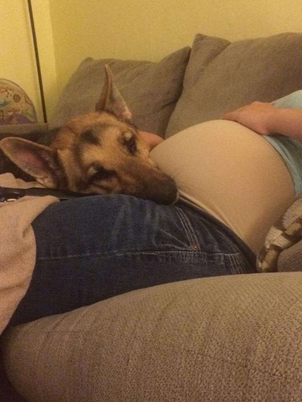 brown and black german shepherd laying its head on a pregnant person's baby bump