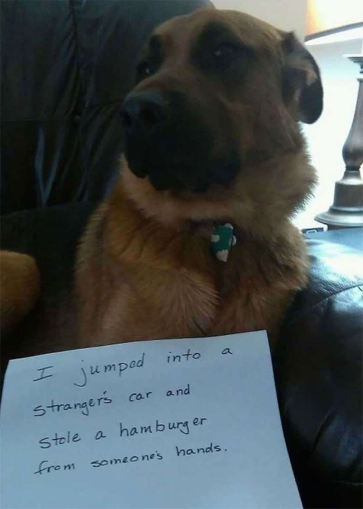 brown and black german shepherd sitting on a lap with a note saying the dog jumped into someone's car and stole someone's hamburger