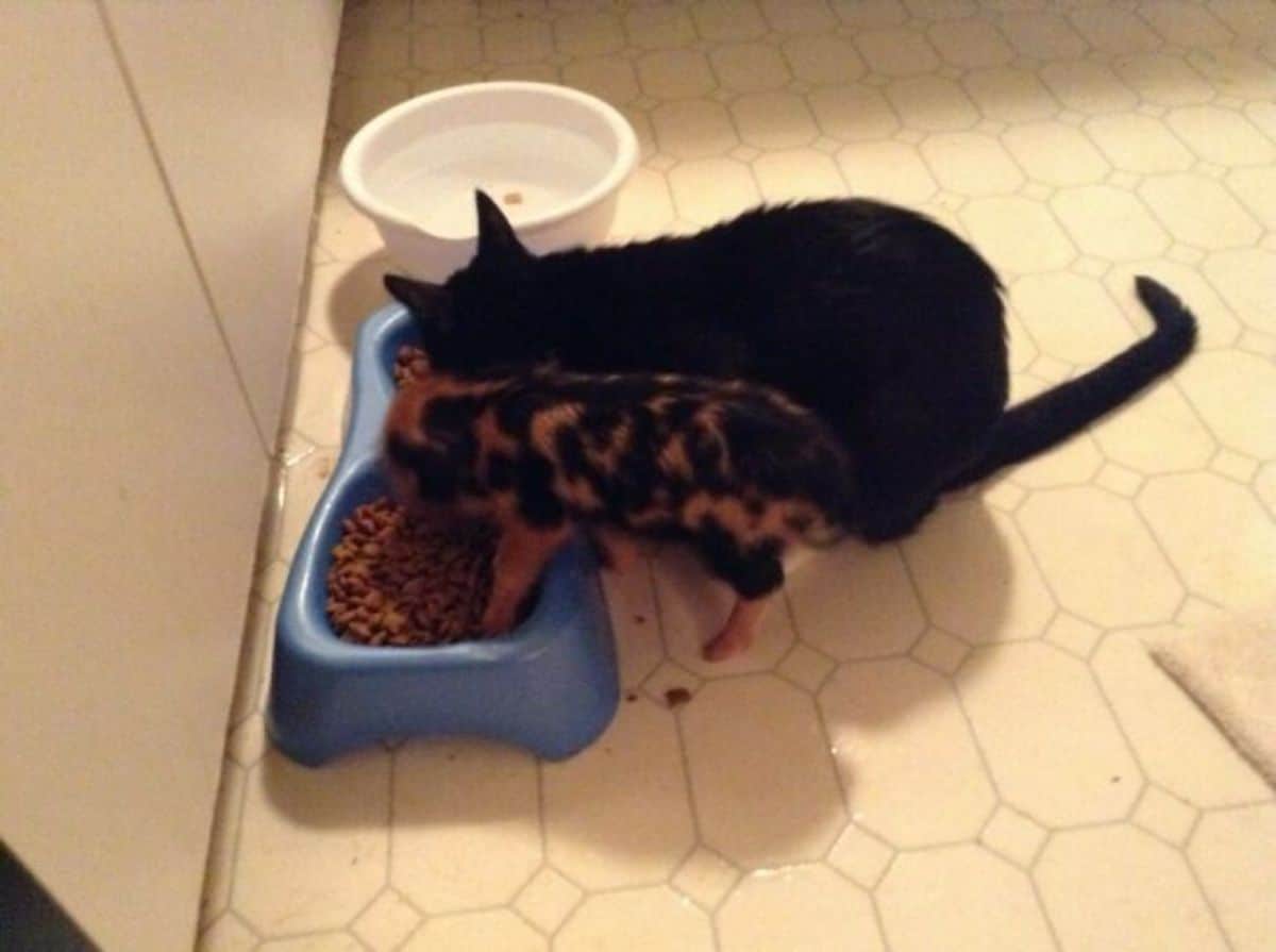 brown and black piglet and black cat eating out of a blue bowl of brown dry food