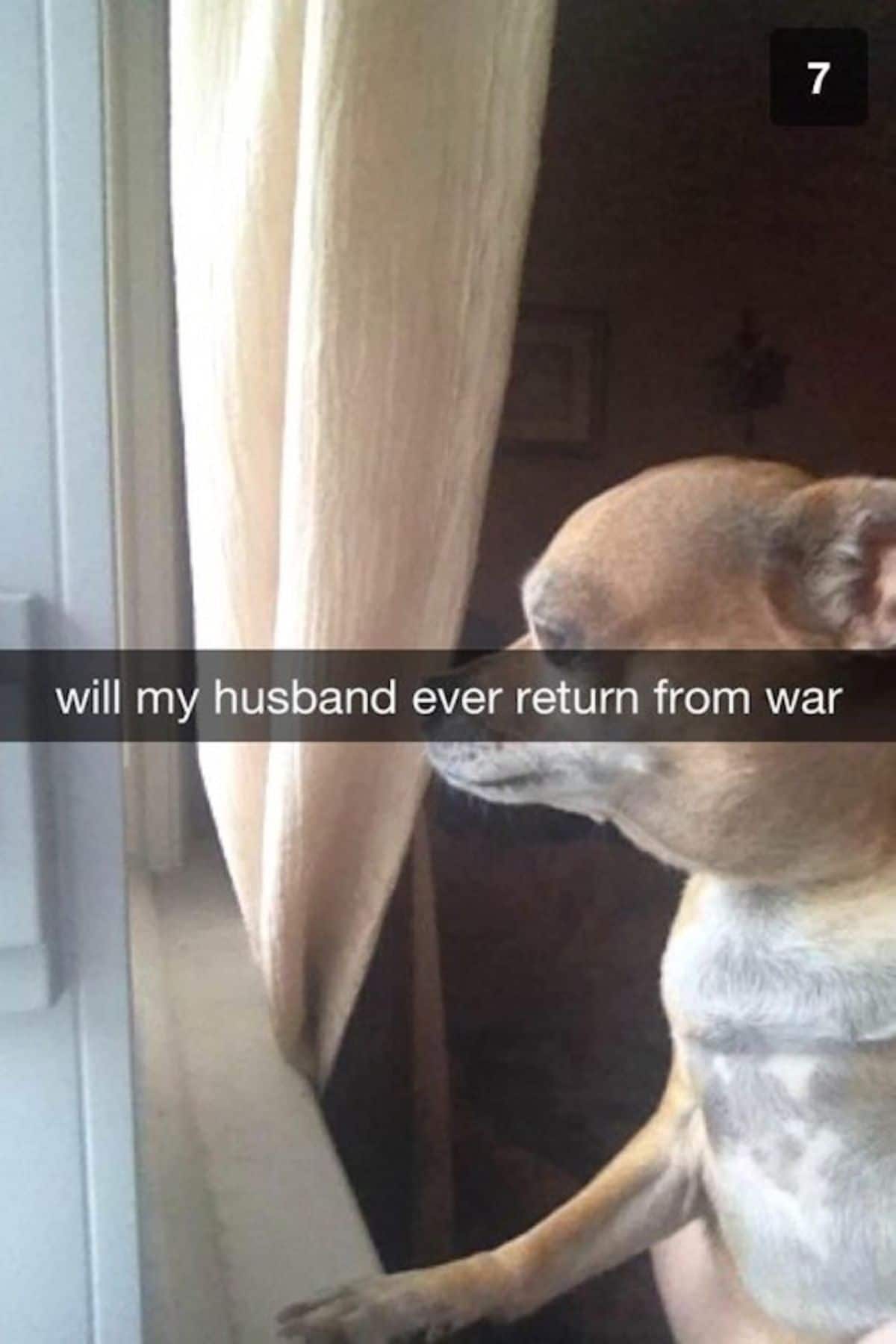brown and white chihuahua looking out a window with a cream curtain pushed to the side with a caption saying will my husband ever return from war