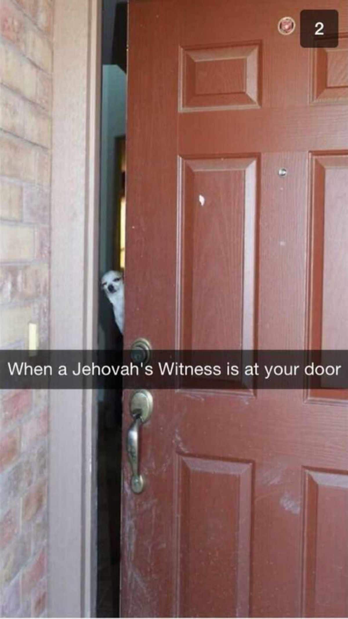 brown and white chihuahua peeking through a brown door left ajar with a caption saying when a Jehova's Witness is at your door