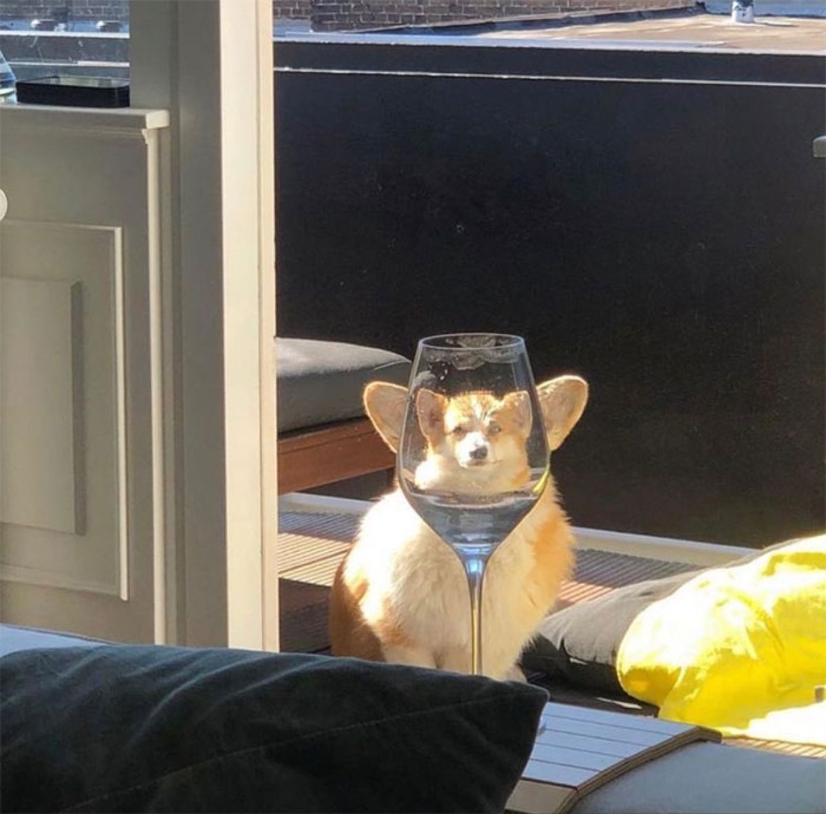 brown and white corgi sitting on the ground seen through a wine glass