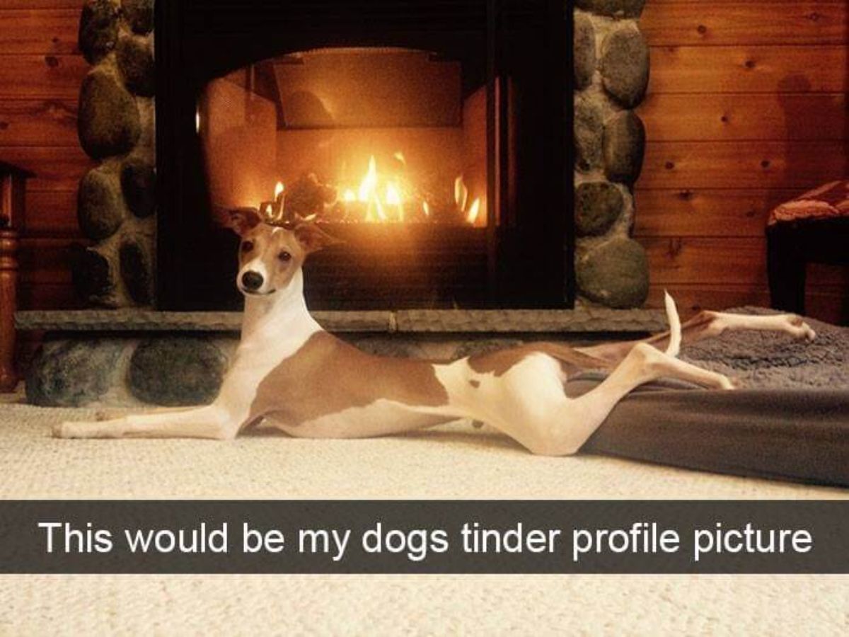 brown and white greyhound stretched out in front of a fireplace with the back legs resting on a brown dog bed with a caption saying this would be my dogs tinder profile pic