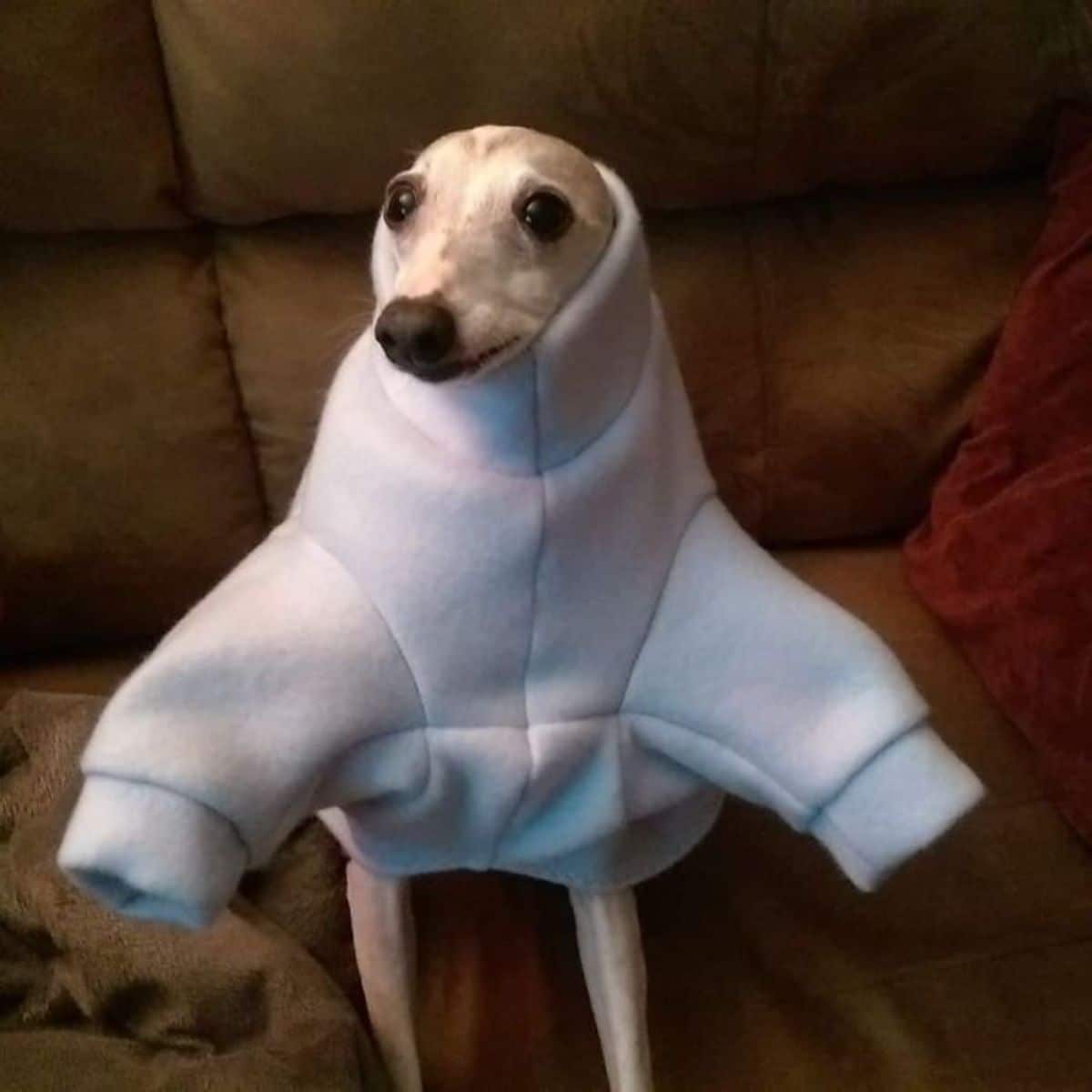 brown and white italian greyhound wearing a grey sweater with no arms sticking out of the arms of the sweater