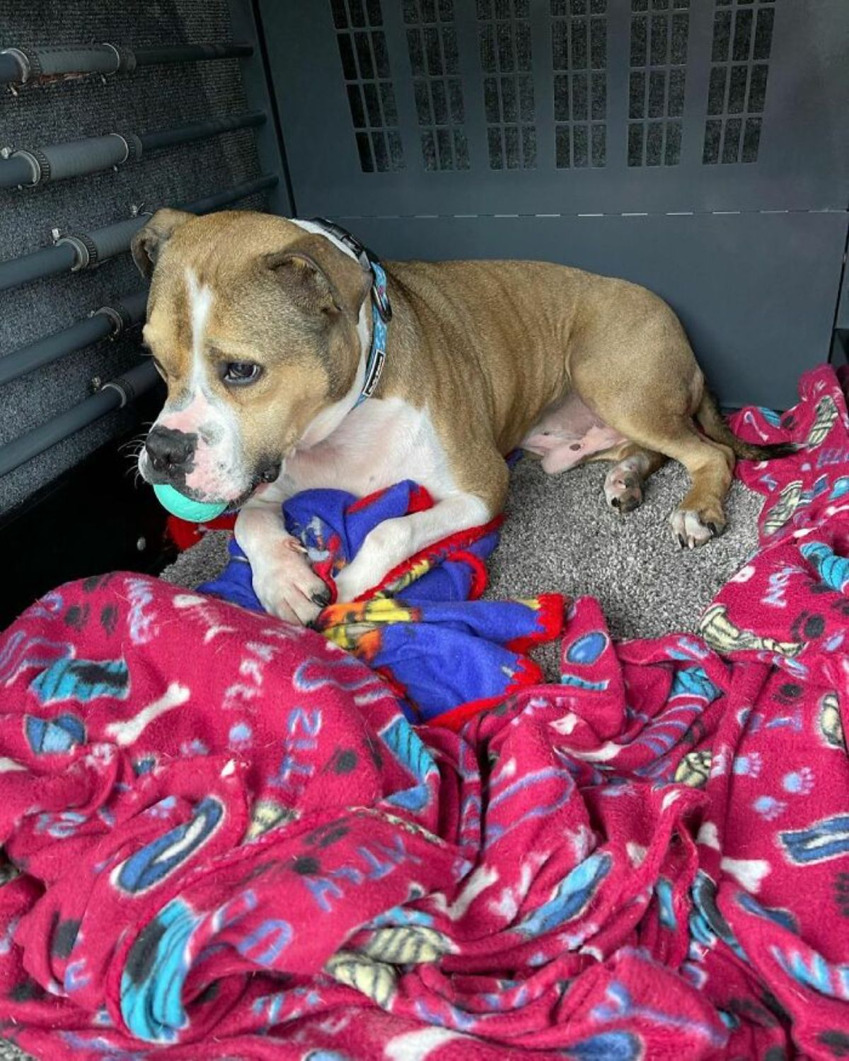 brown and white pit bull holding a green ball in its mouth laying with blue and red blankets