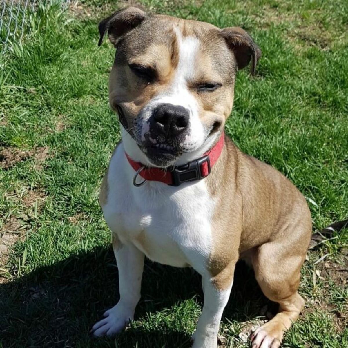 brown and white pit bull wearing a red collar sitting on grass