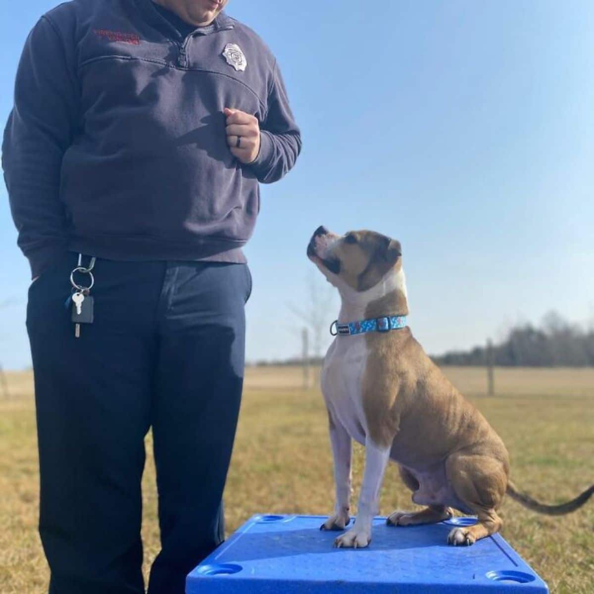 brown and white pit bull wearing blue collar sitting on grass next to a male firefighter
