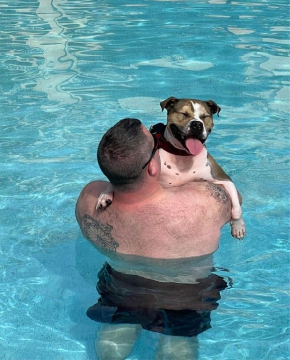 brown and white pitbull being held by a shirtless man and they are in a swimming pool