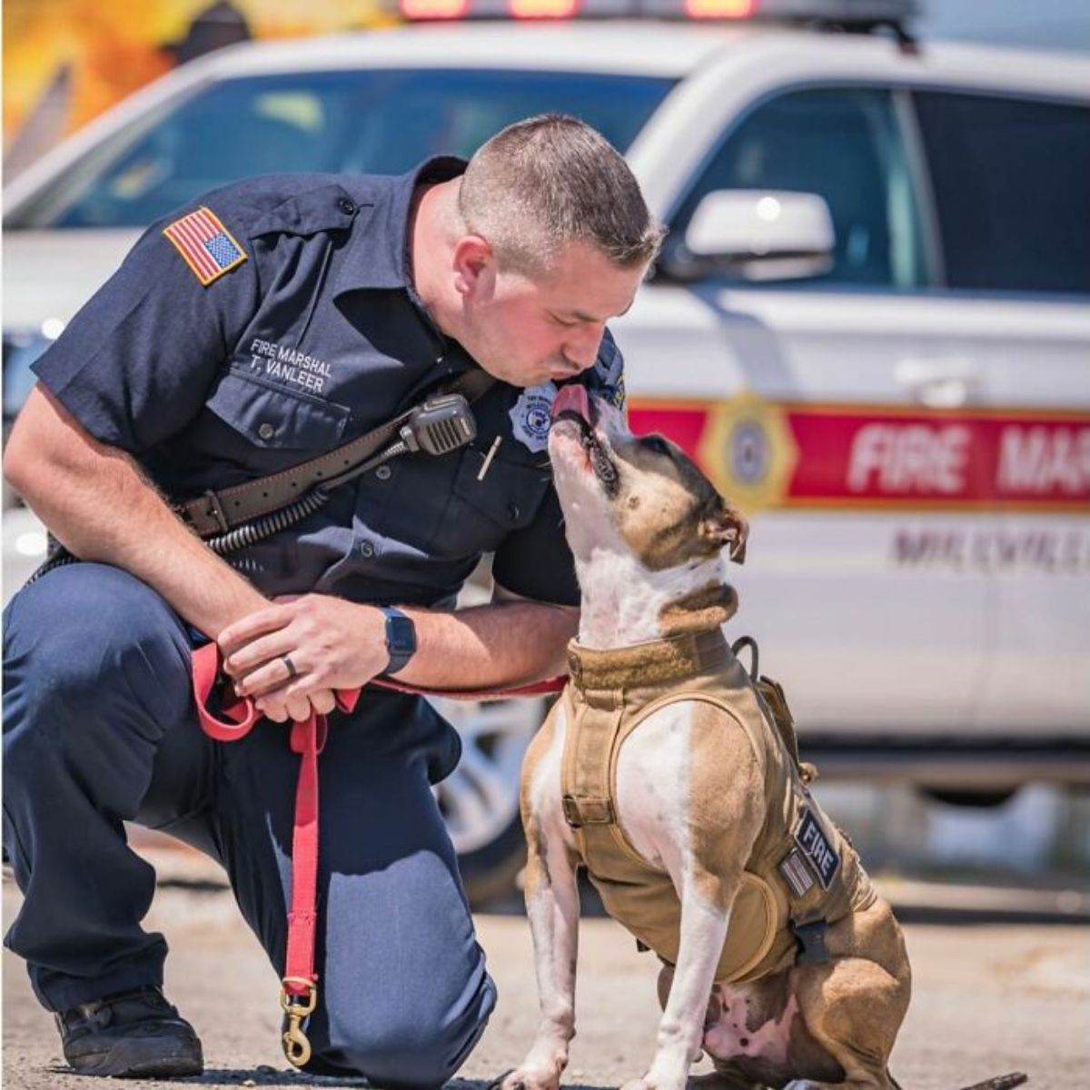 brown and white pitbull in a brown harness licking a male fire marshal crouching on the ground