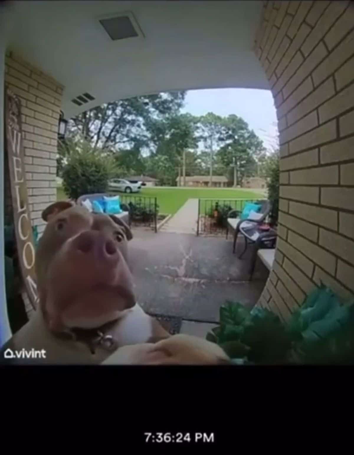 brown and white pitbull seen through a camera at a front door