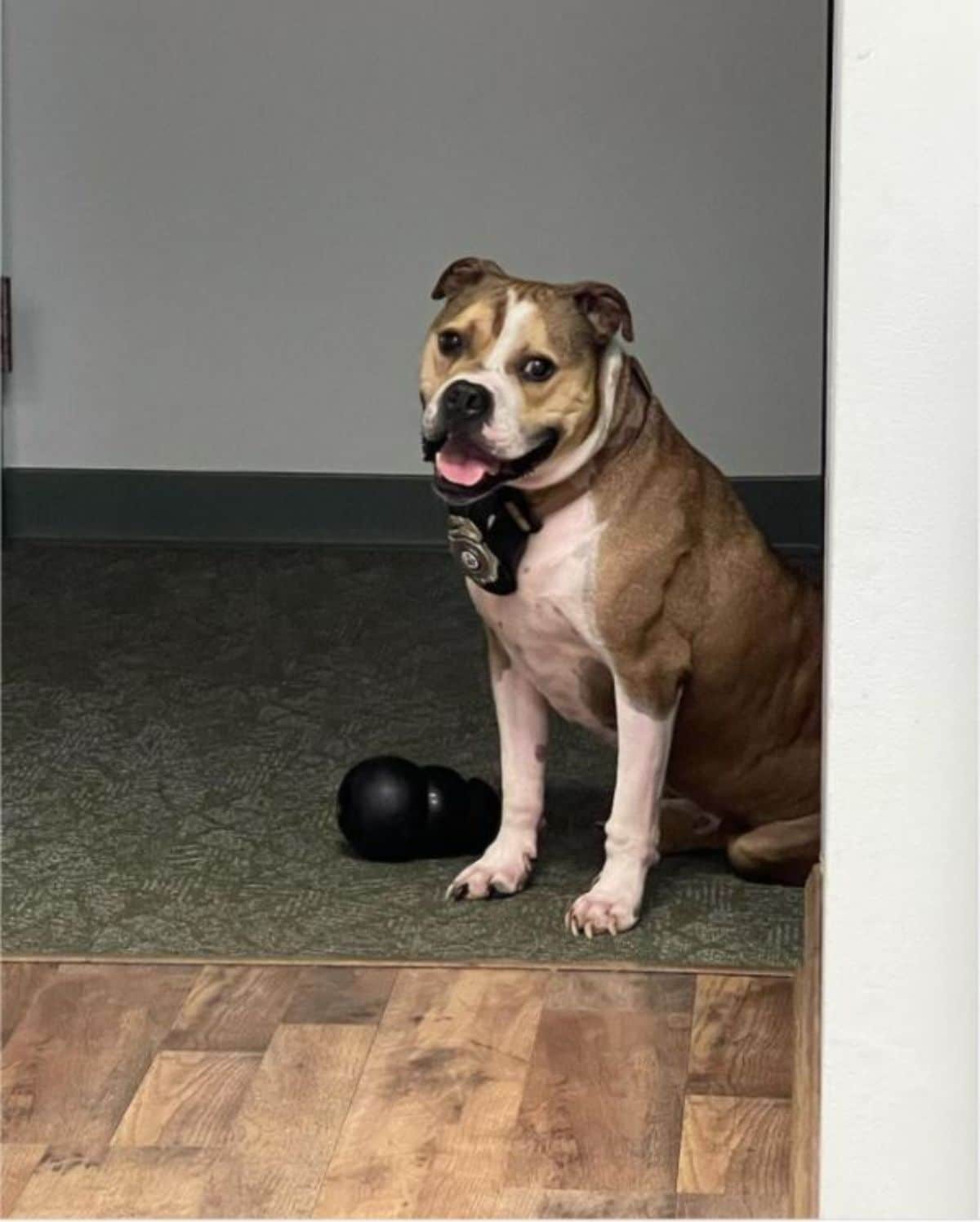brown and white pitbull sitting by a doorway looking in with a black chew toy on the floor