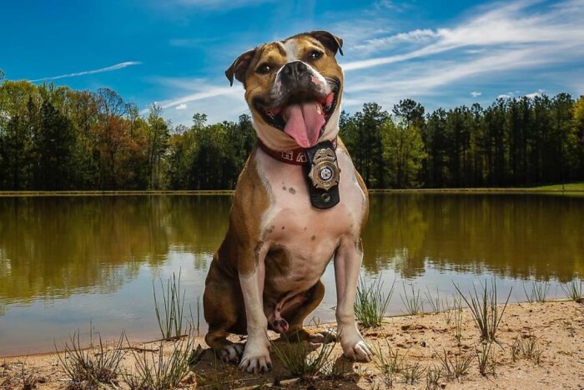 brown and white pitbull sitting by a lake wearing a police badge