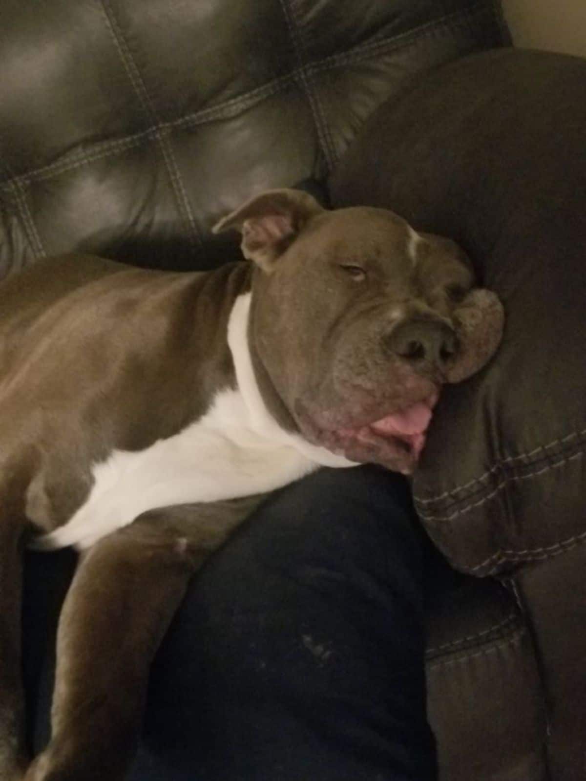brown and white pitbull sleeping sideways on a brown sofa with the tongue sticking out slightly