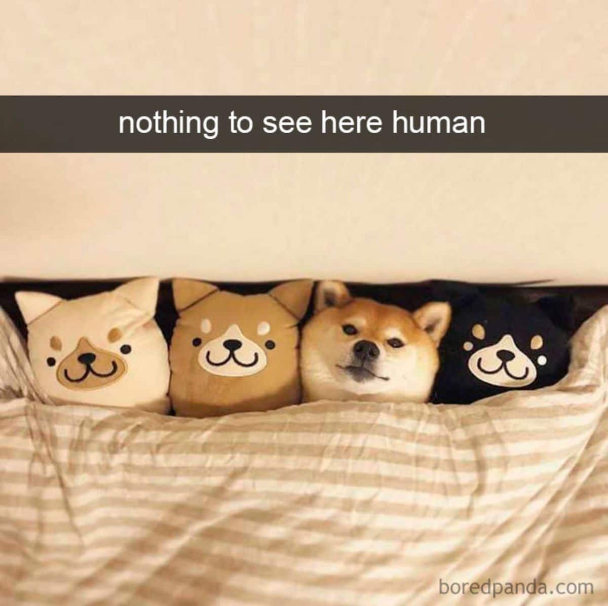 brown and white shiba inu laying under a brown and white blanket between white, brown and black shiba inu stuffed toys with a caption saying nothing to see here human