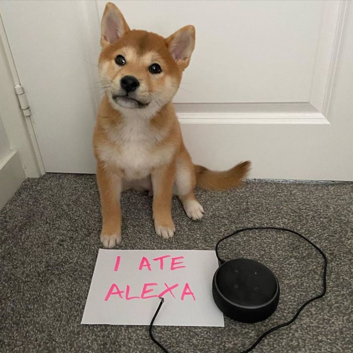 brown and white shiba inu sitting on grey carpet with a note saying "I ate Alexa"