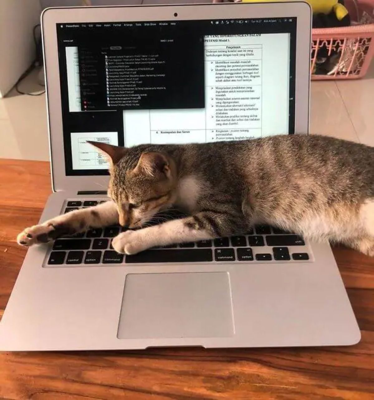 brown and white tabby cat laying across a laptop keyboard