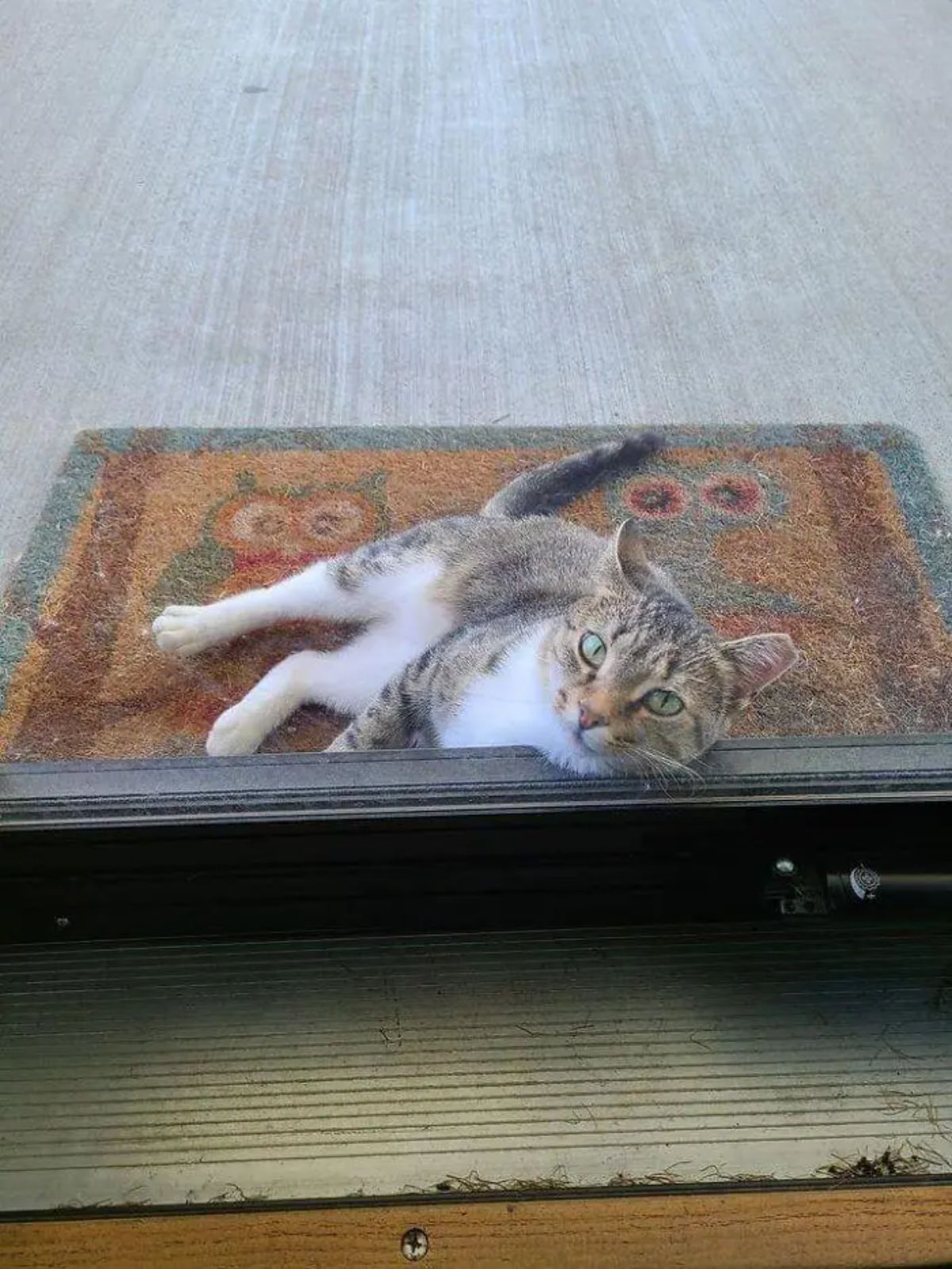 brown and white tabby cat laying on a doormat and leaning against the glass of a door and peering in