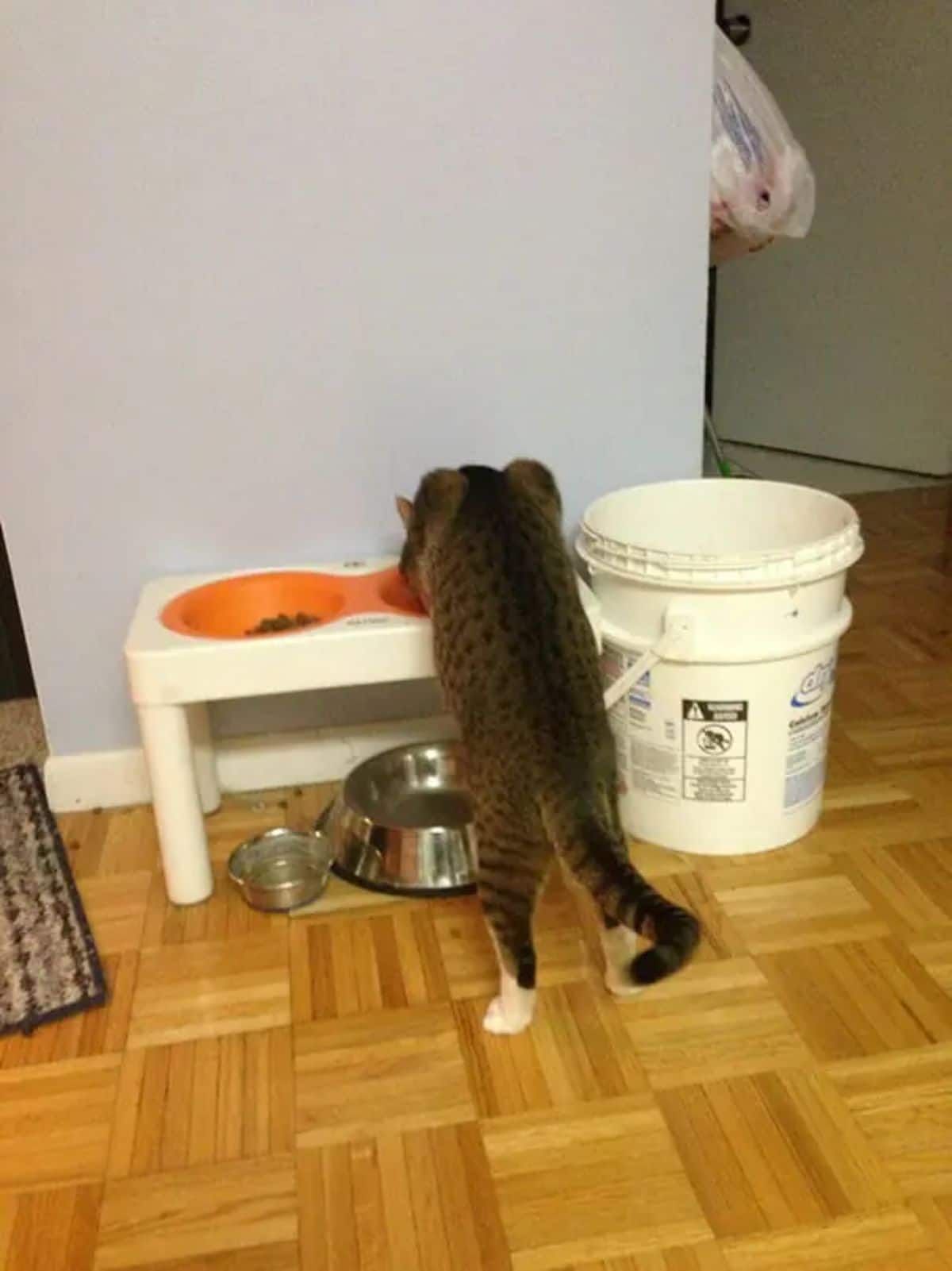 brown and white tabby cat standing on hind legs to eat from a tall dog food bowl