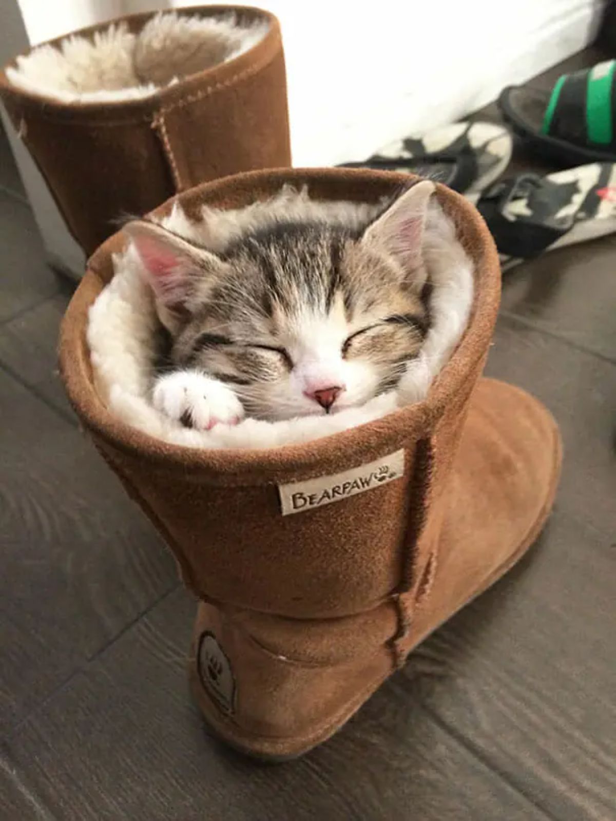 brown and white tabby kitten sleeping inside a brown winter boot