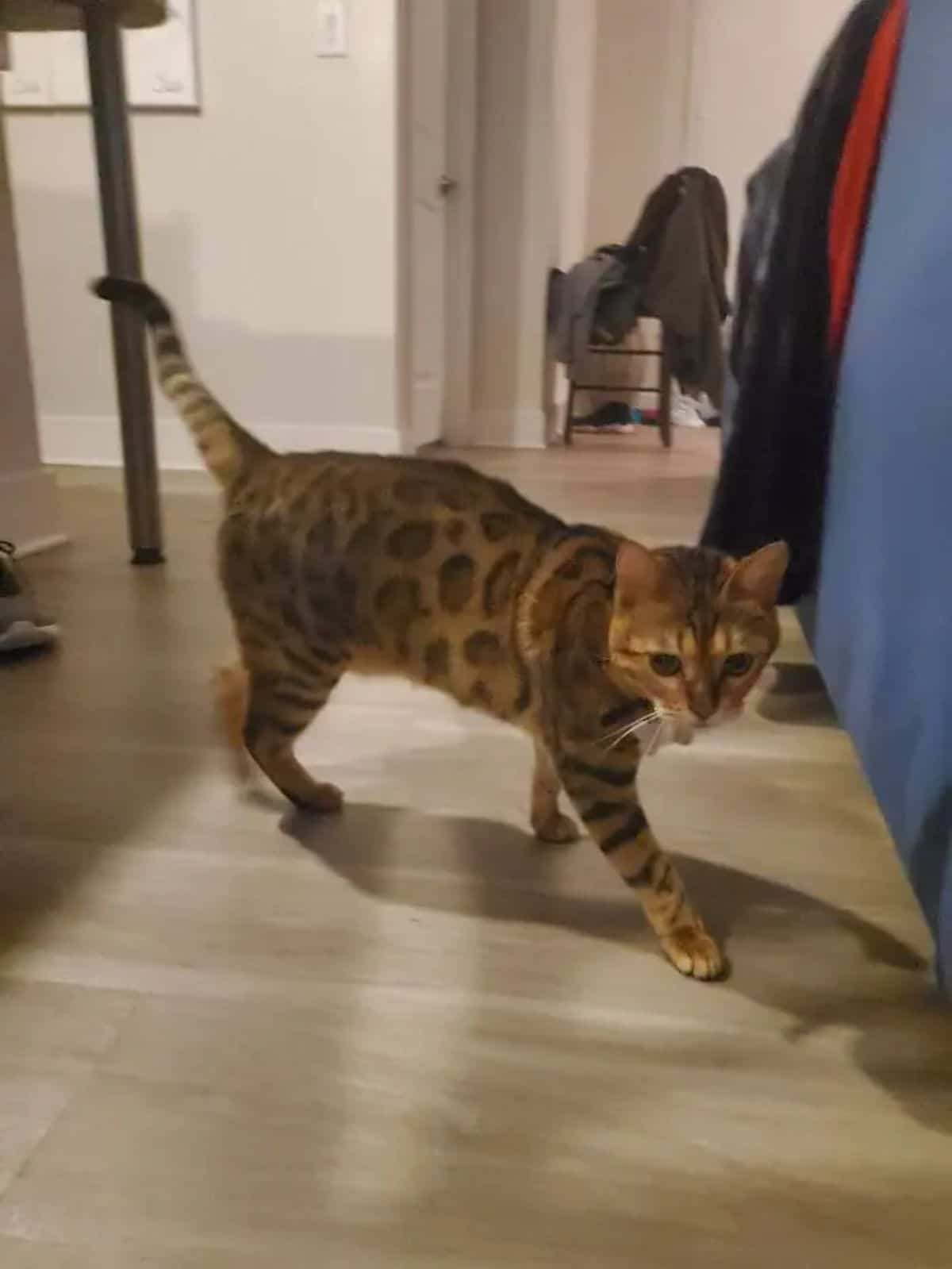brown bengal cat walking on a wooden floor