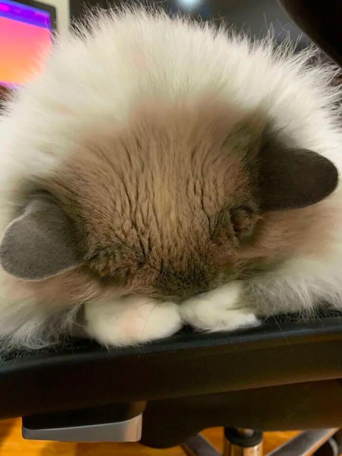 brown black and white fluffy cat sleeping with the face planted into the front legs