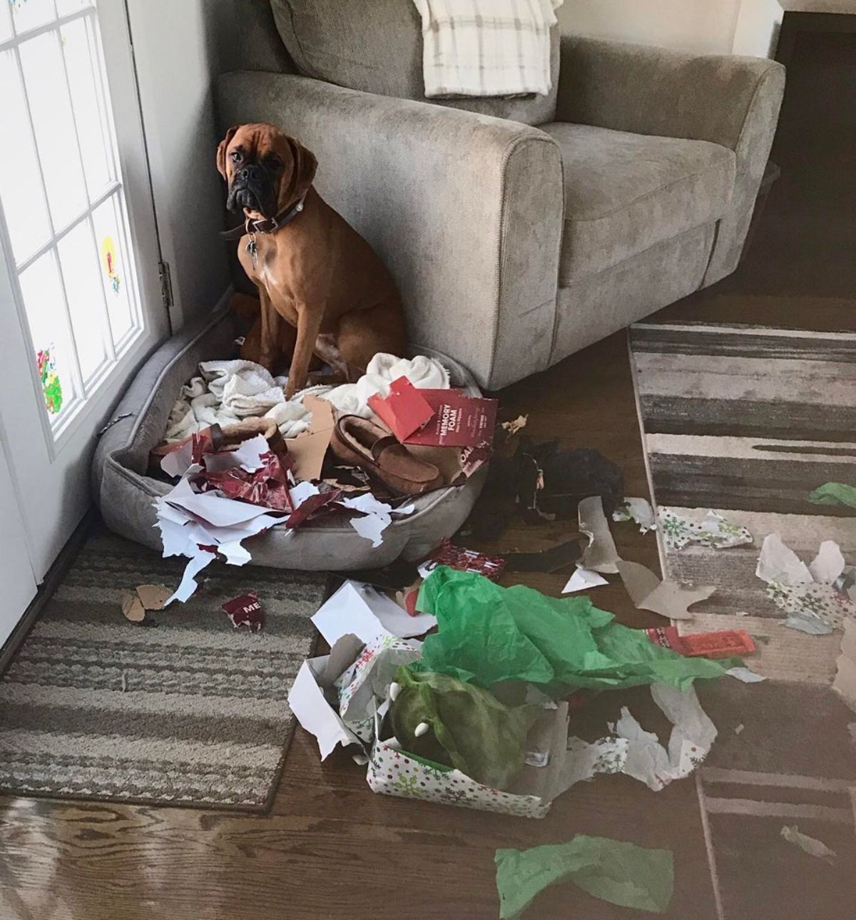 brown boxer sitting in a grey dog bed between a window and a grey sofa with ripped up wrapping paper and random objects strewn on the dog bed and the floor