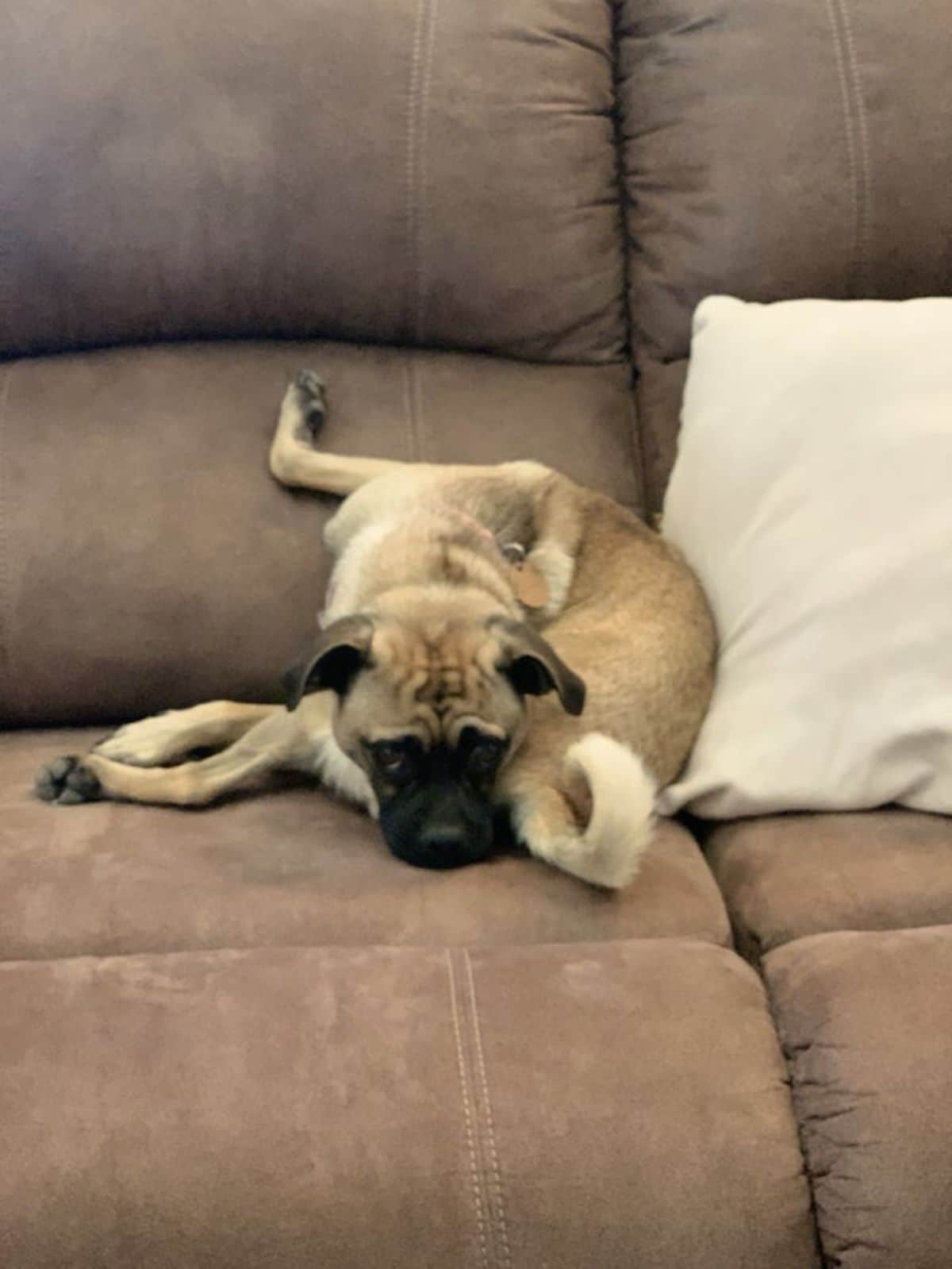 brown chug dog laying contorted on a brown sofa