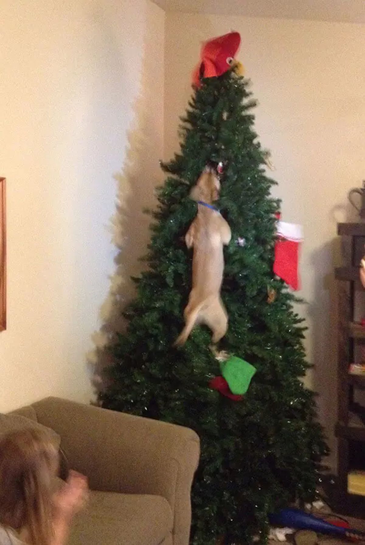 brown dog jumping onto an upright christmas tree