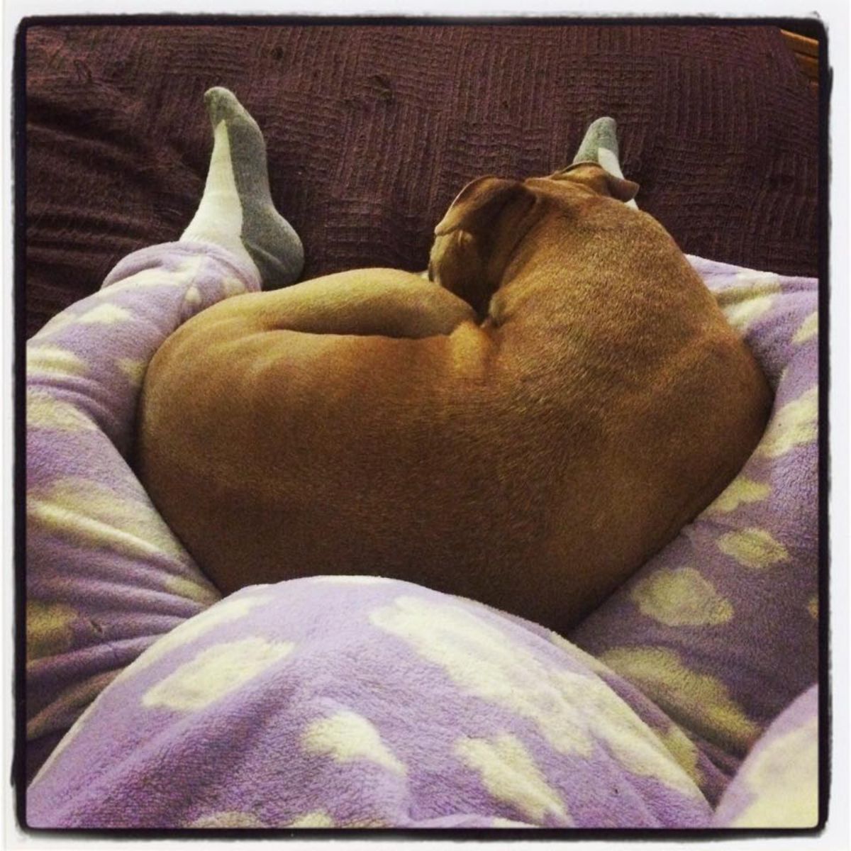 brown dog laying between a pregnant person's legs