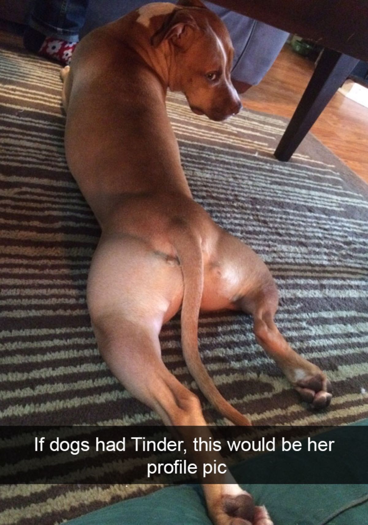 brown dog laying on brown carpet with the back legs splayed with a caption saying if dogs had a Tinder this would be her profile pic