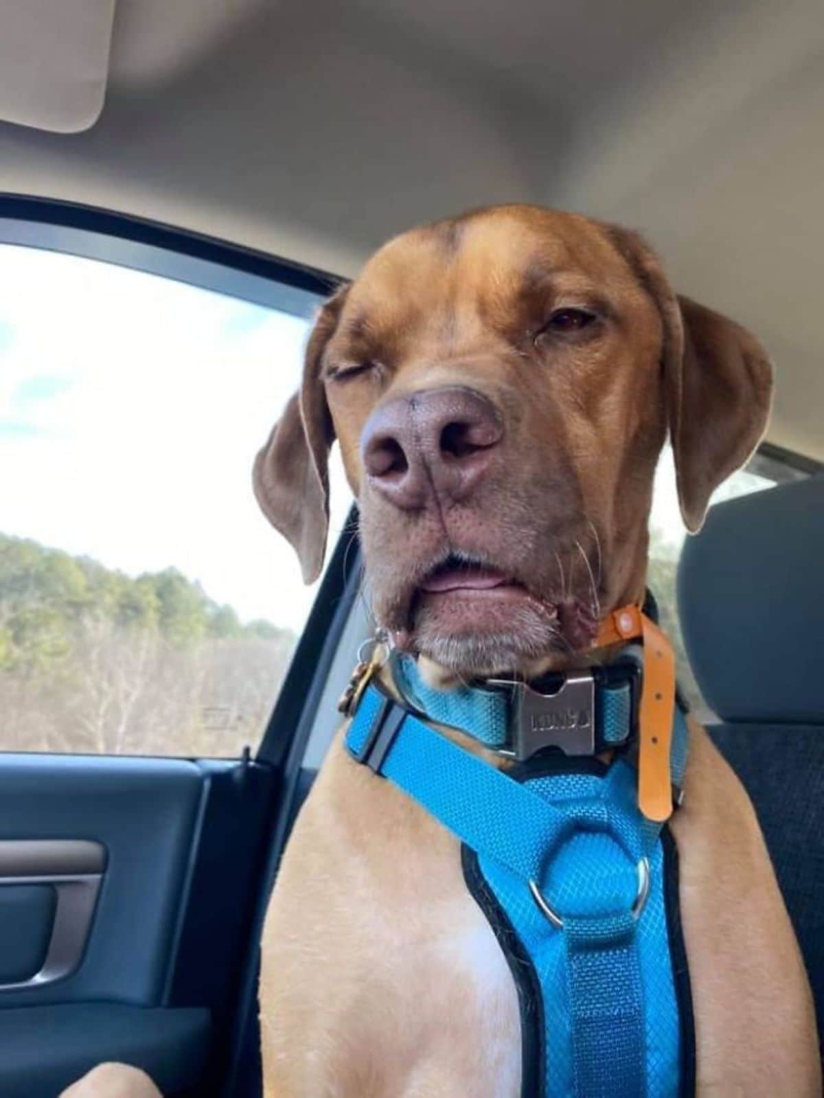 brown dog wearing a blue harness sitting on the passenger seat of a car with the mouth slightly open