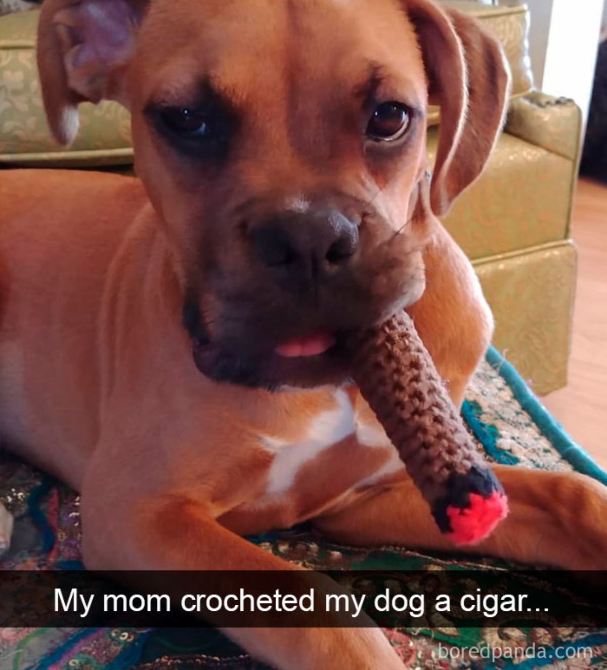 brown dog with a crochet cigar in its mouth with a caption saying my mom crocheted my dog a cigar