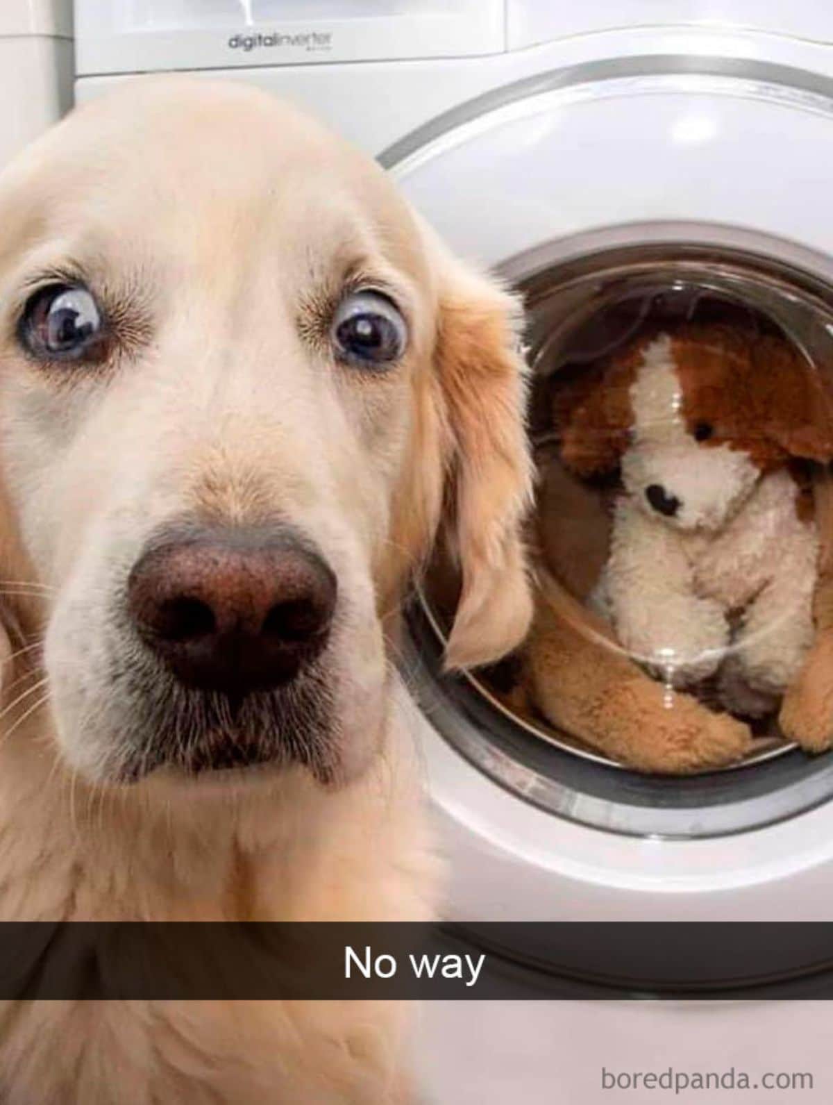 brown dog with wide eyes next to a washing machine that has a brown and white stuffed toy in it with a caption saying no way