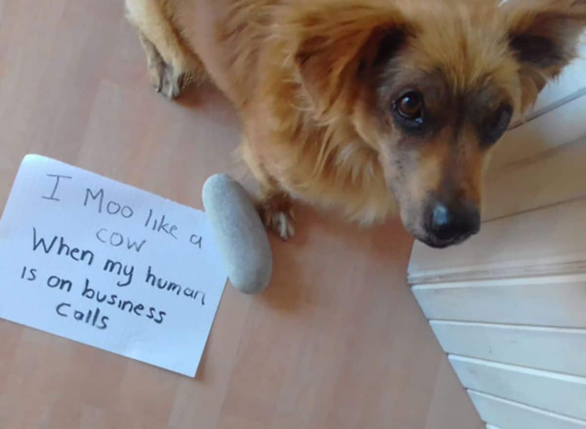 brown fluffy dog standing on the floor looking up with a note saying the dog moos when the human is on business calls